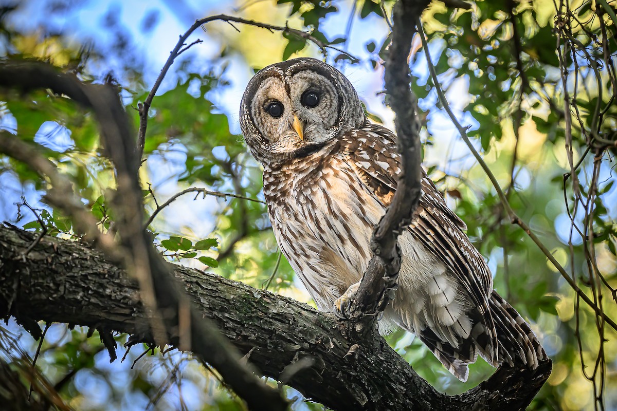 Barred Owl - ML642982827