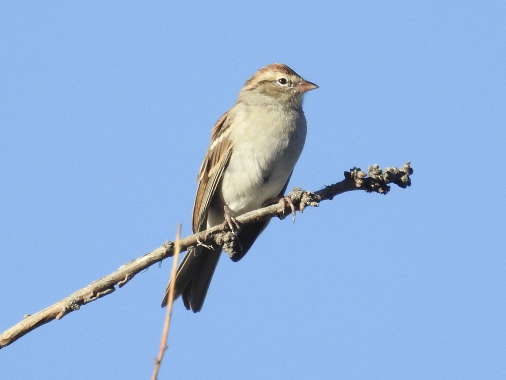Chipping Sparrow - ML642982829