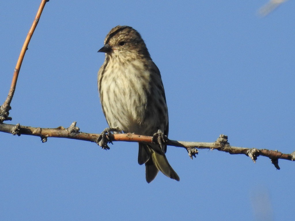 Pine Siskin - ML642982833