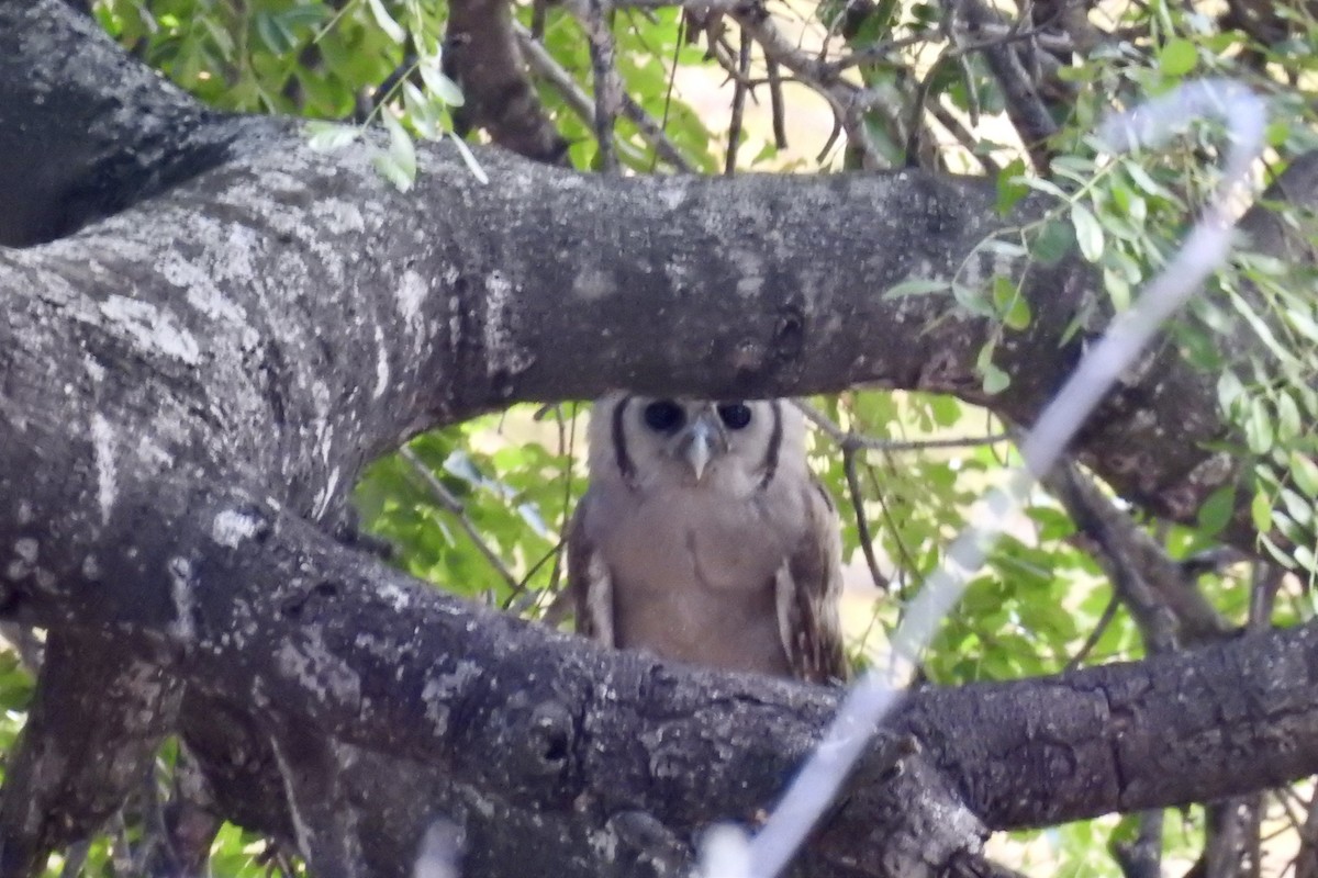 Verreaux's Eagle-Owl - ML642982836