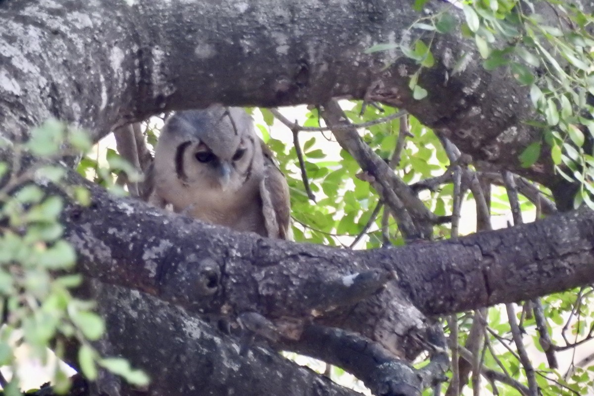 Verreaux's Eagle-Owl - ML642982837