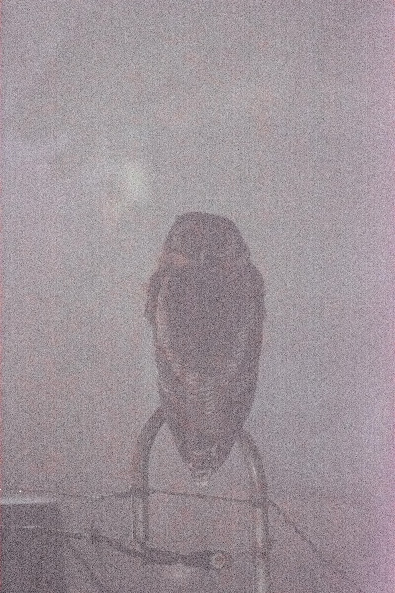 Brown Wood-Owl - ML642982838