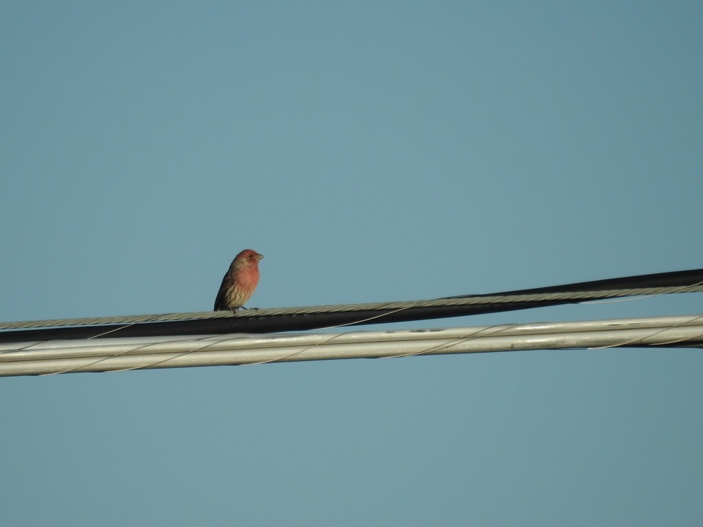 House Finch - ML642982845