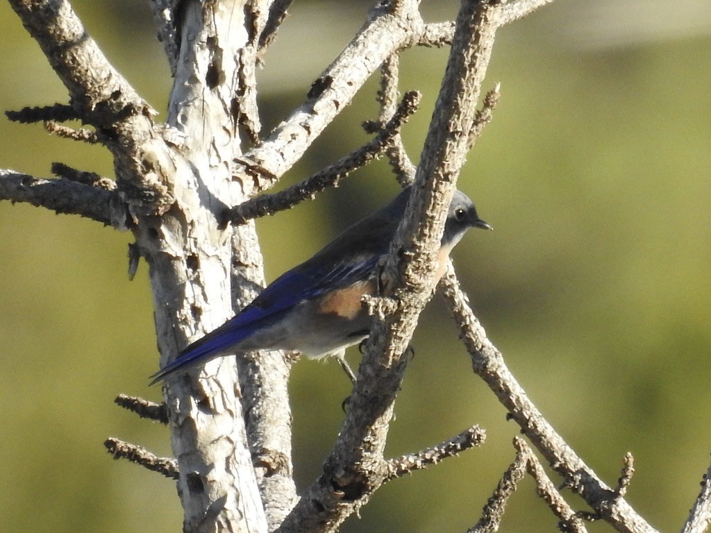 Western Bluebird - ML642982849