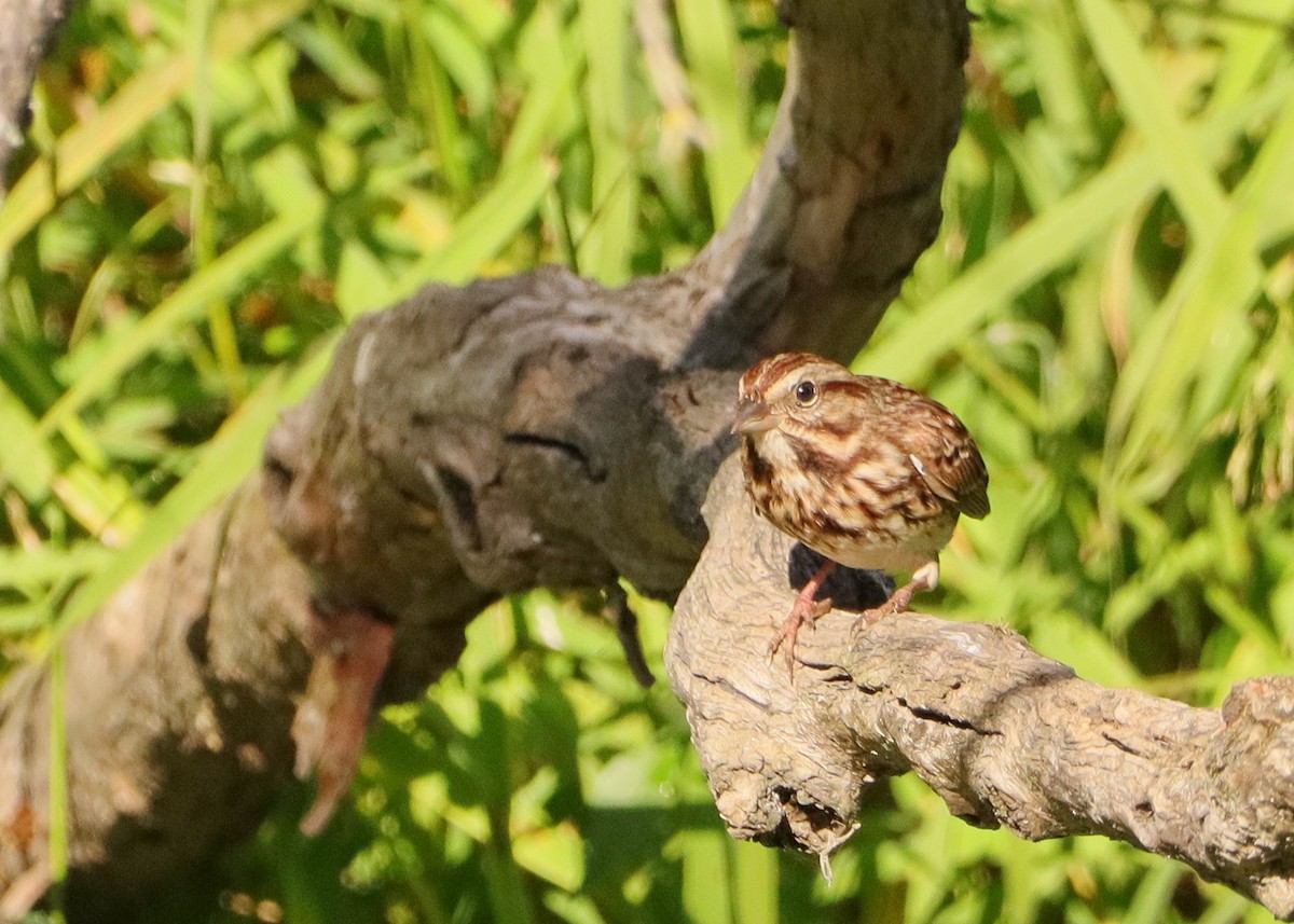Song Sparrow - ML642982855