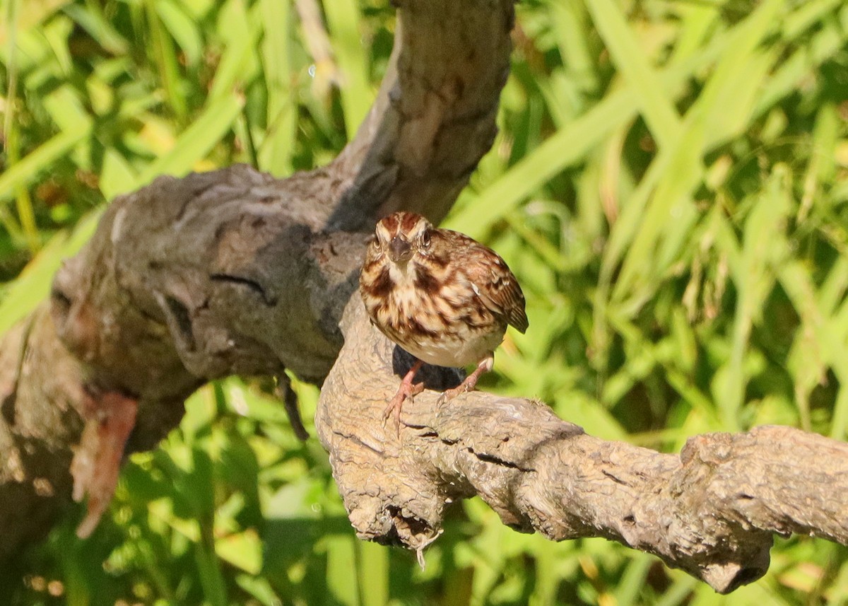 Song Sparrow - ML642982856