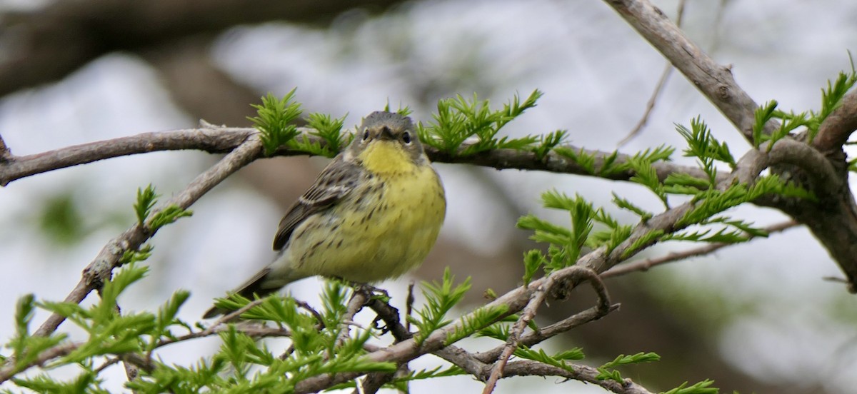 Kirtland's Warbler - ML642982876