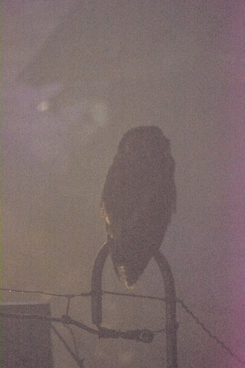 Brown Wood-Owl - ML642982877