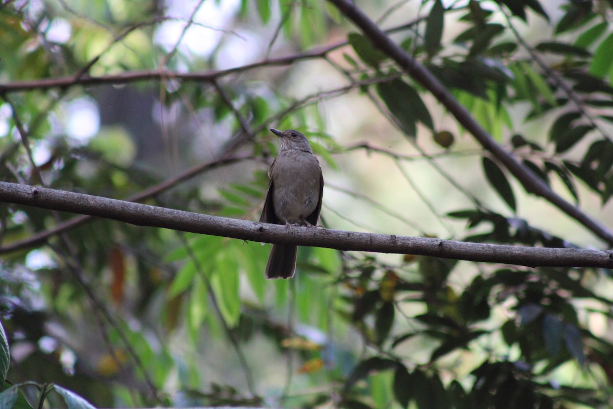 Pale-breasted Thrush - ML642982879
