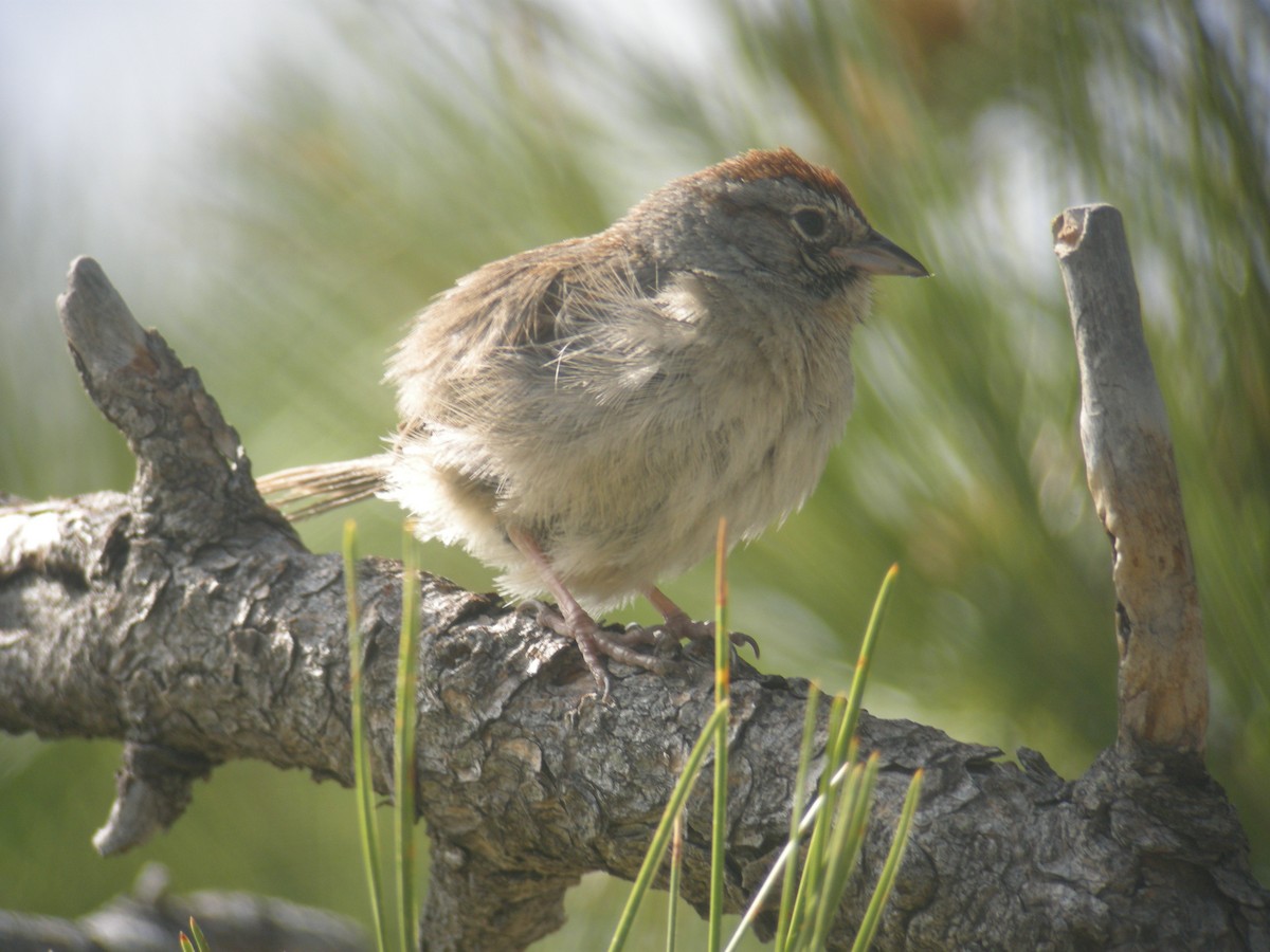 Rufous-crowned Sparrow - ML642982884