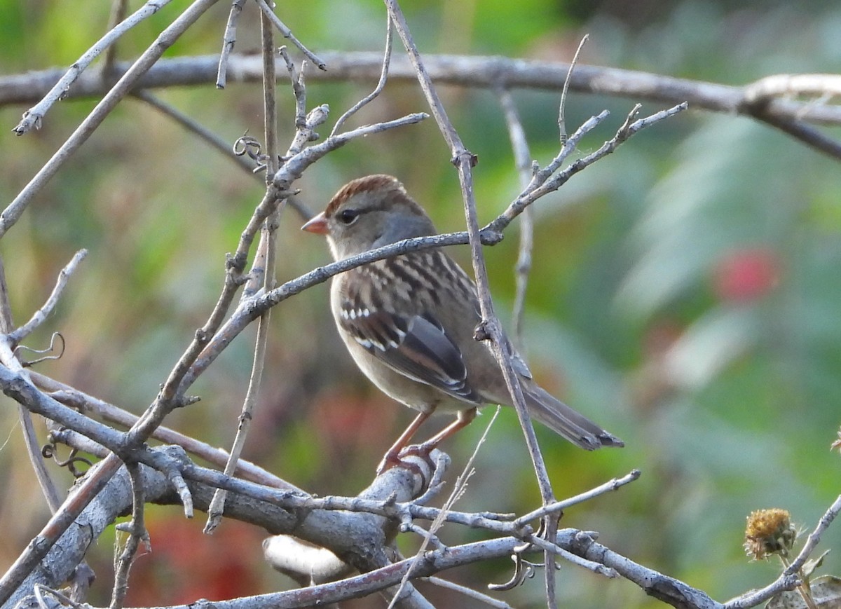 White-crowned Sparrow - ML642982886