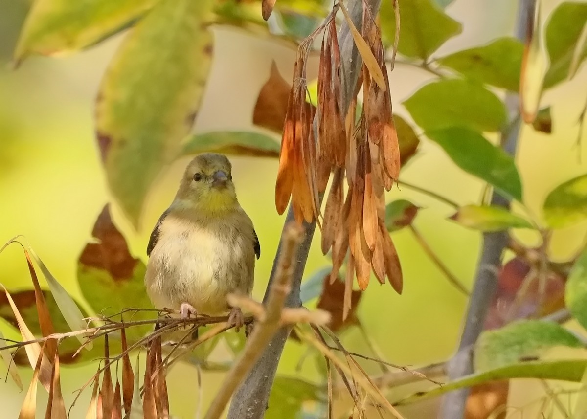 American Goldfinch - ML642982890