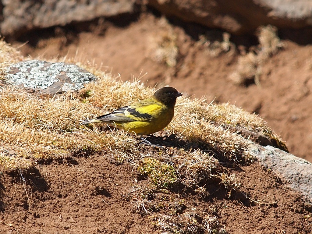 Serin à tête noire - ML642982898