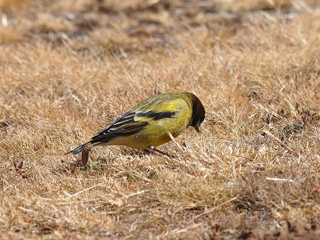 Serin à tête noire - ML642982899