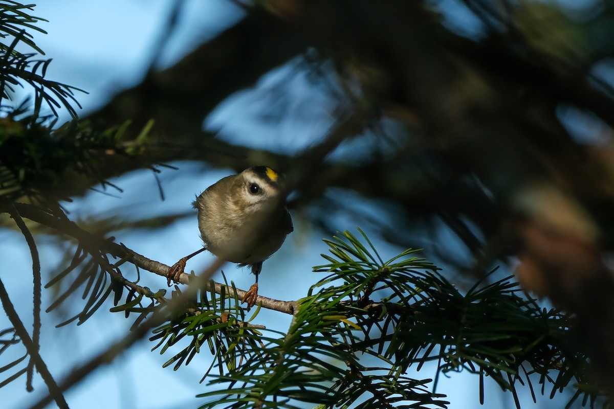 Golden-crowned Kinglet - ML642982910