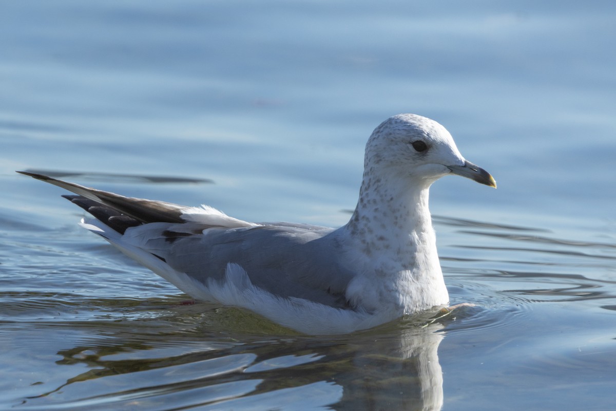 Common Gull - ML642982912