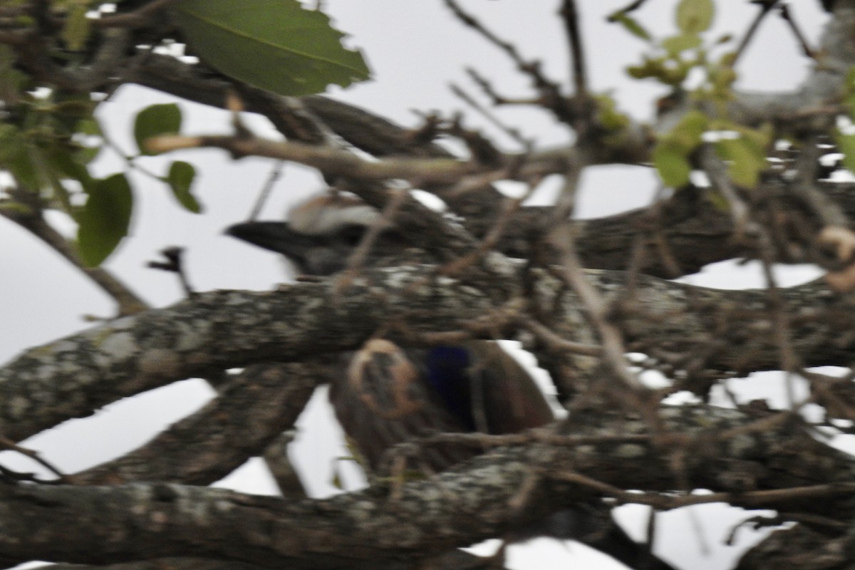 Purple Roller - ML642982917