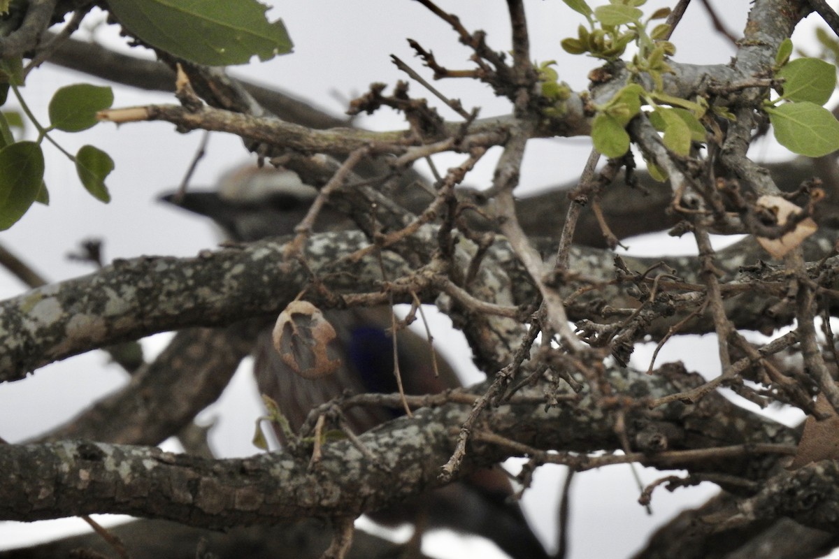 Purple Roller - ML642982918