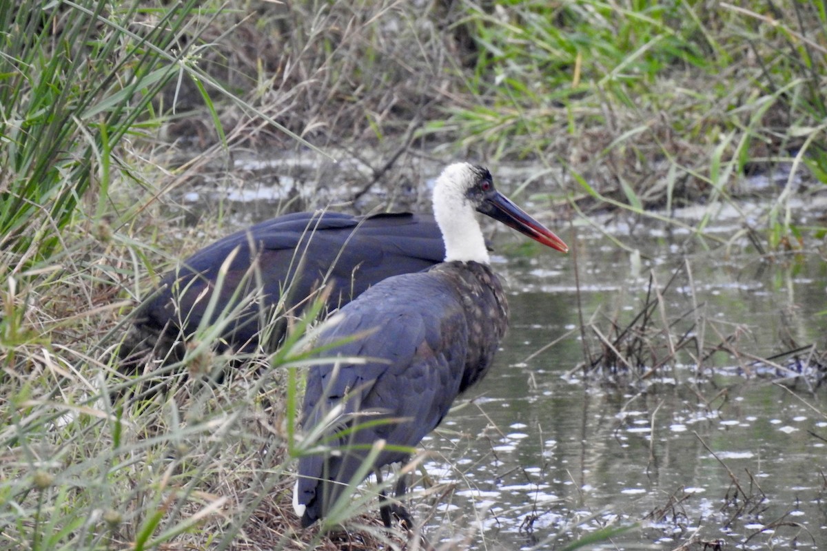 African Woolly-necked Stork - ML642982948