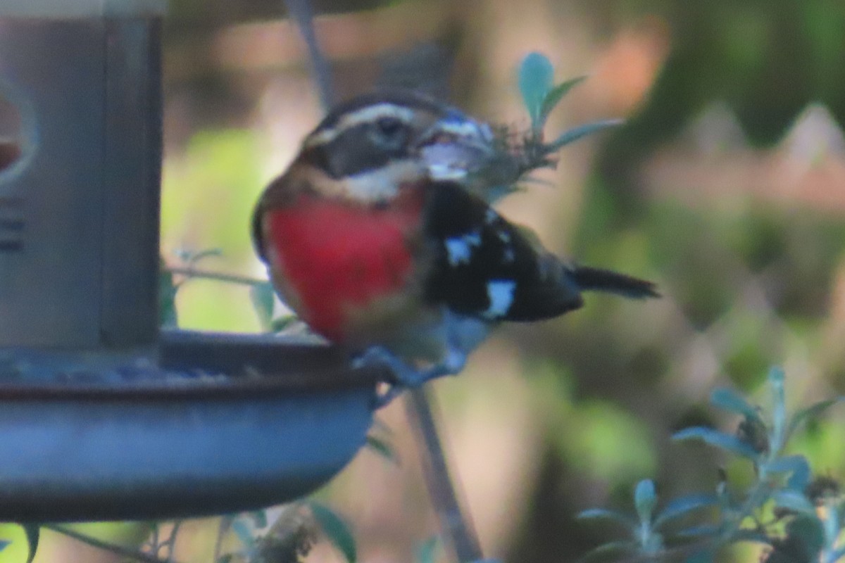 Rose-breasted Grosbeak - ML642982952