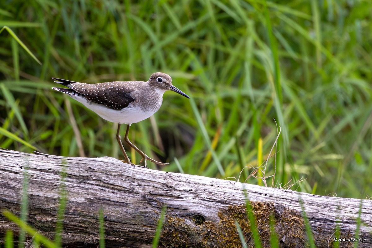 Solitary Sandpiper - ML642982957