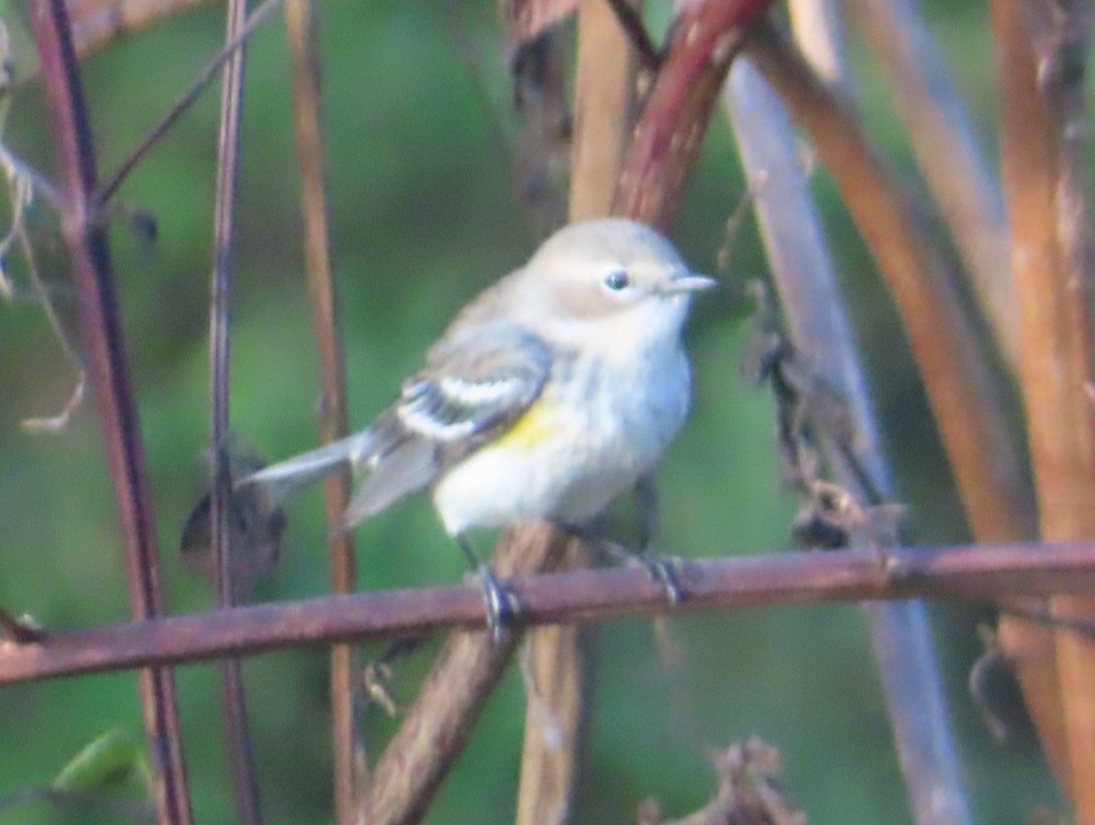 Yellow-rumped Warbler - ML642982966