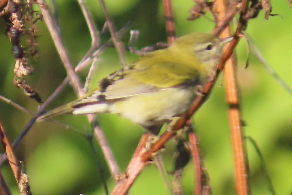 Tennessee Warbler - ML642982974
