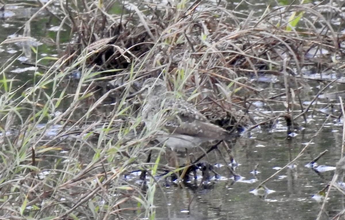 Wood Sandpiper - ML642982983