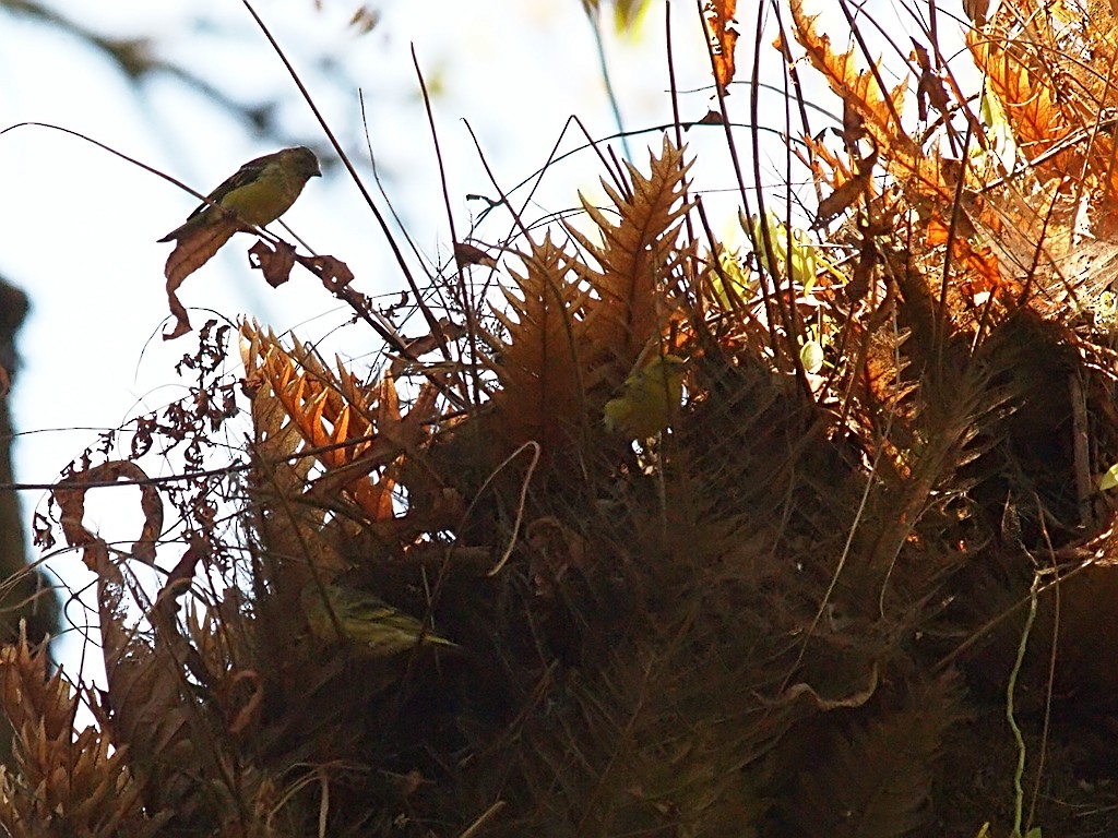 Serin à calotte jaune - ML642983000