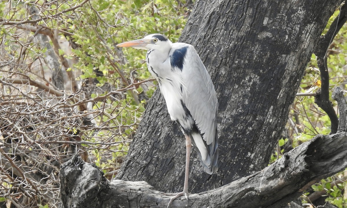Gray Heron - ML642983022