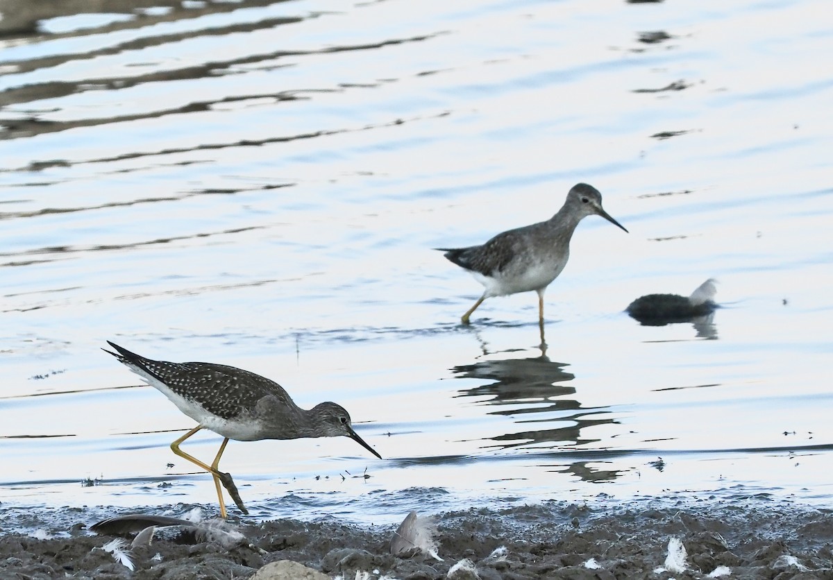 Lesser Yellowlegs - ML642983023
