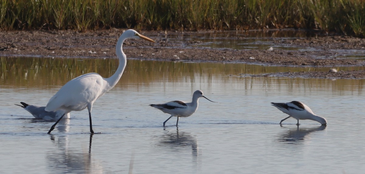American Avocet - ML642983045