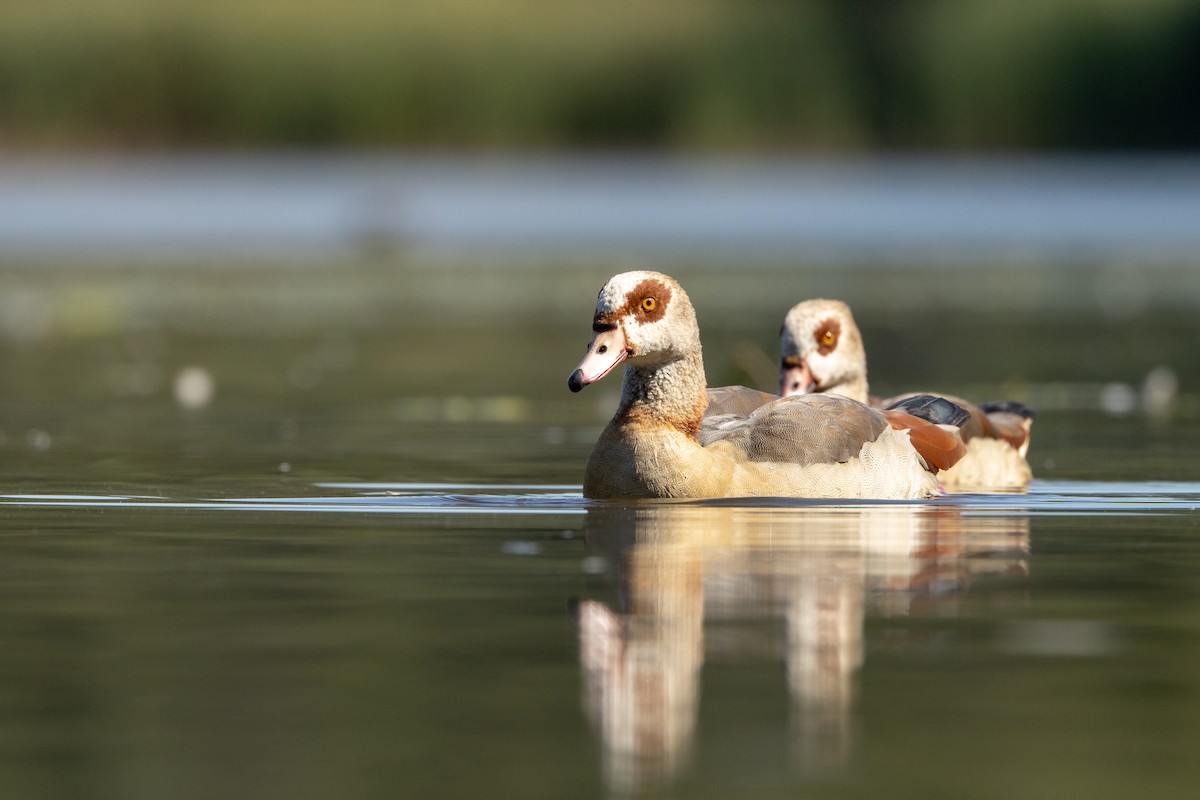Egyptian Goose - ML642983050