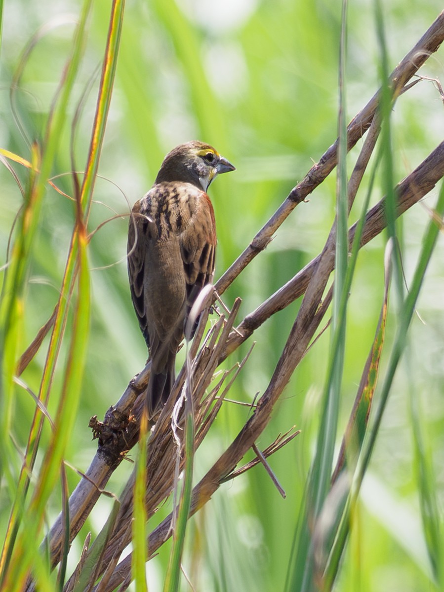 Dickcissel - ML642983051