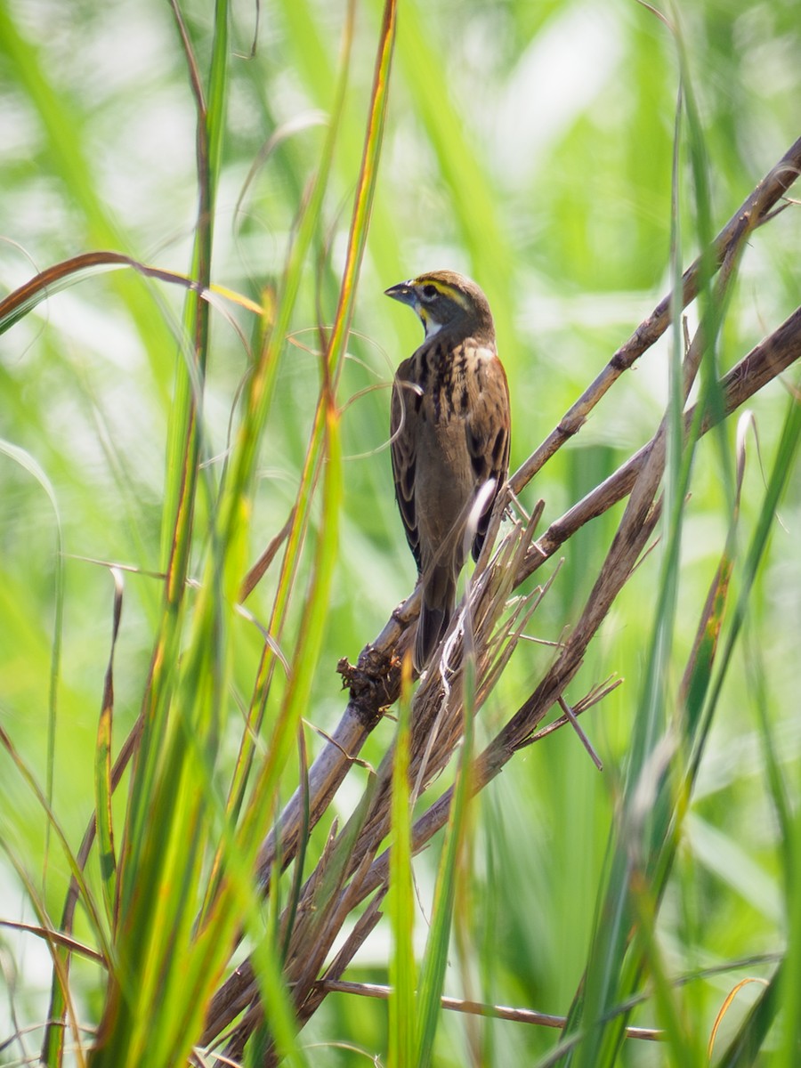 Dickcissel - ML642983052