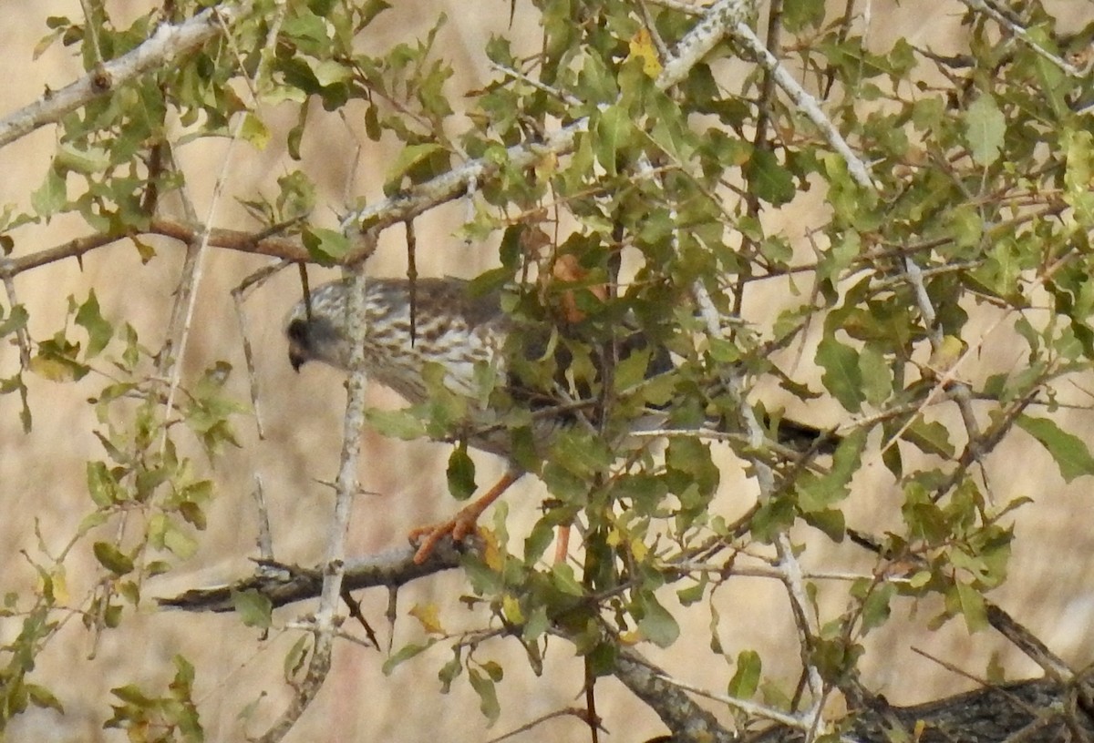 Gabar Goshawk - ML642983065