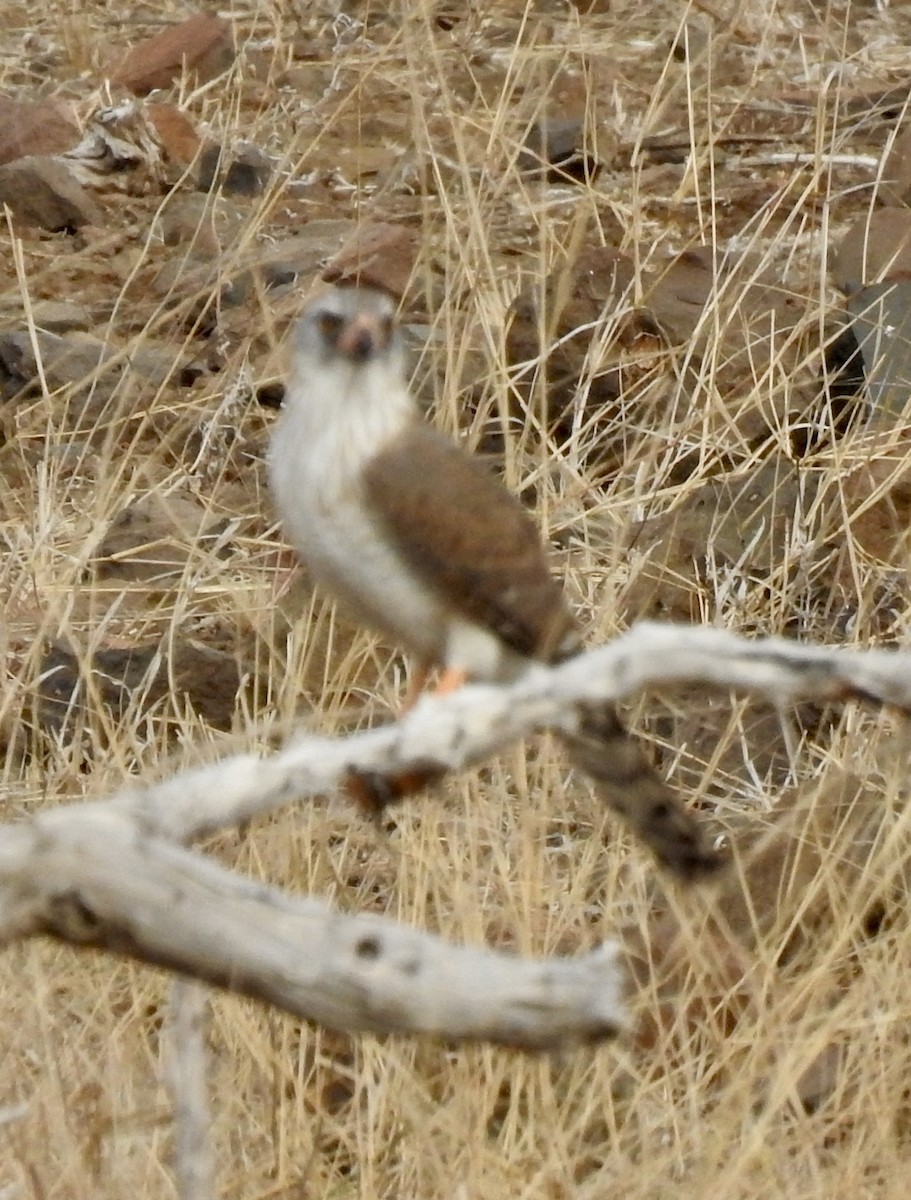 Gabar Goshawk - ML642983066