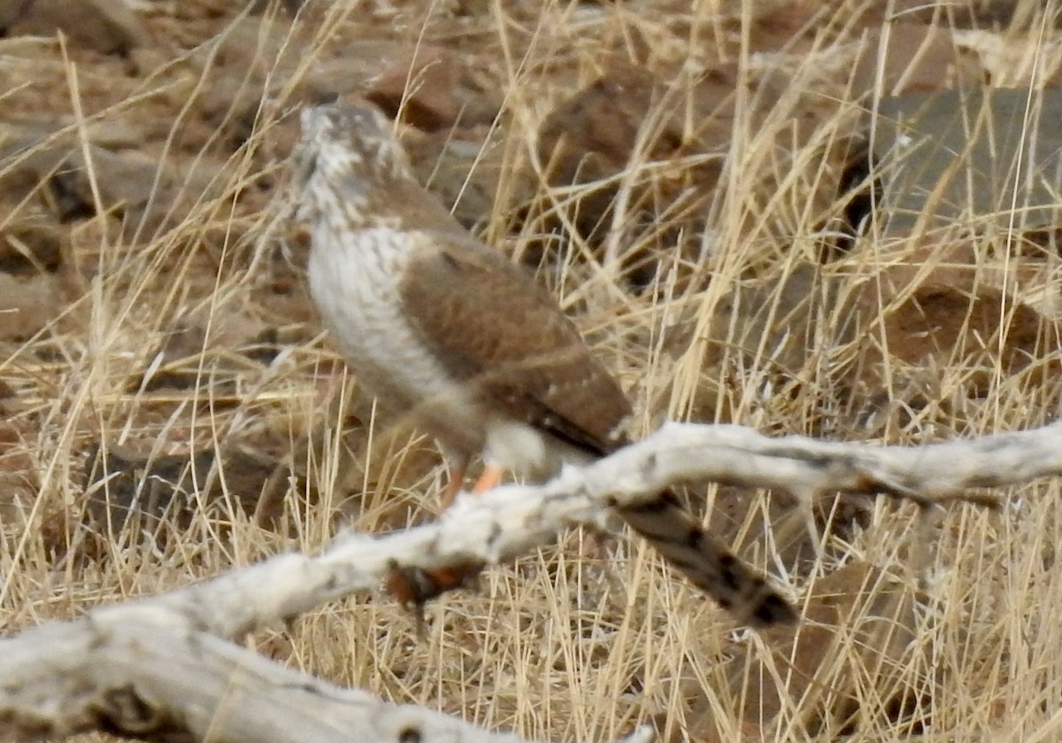 Gabar Goshawk - ML642983067