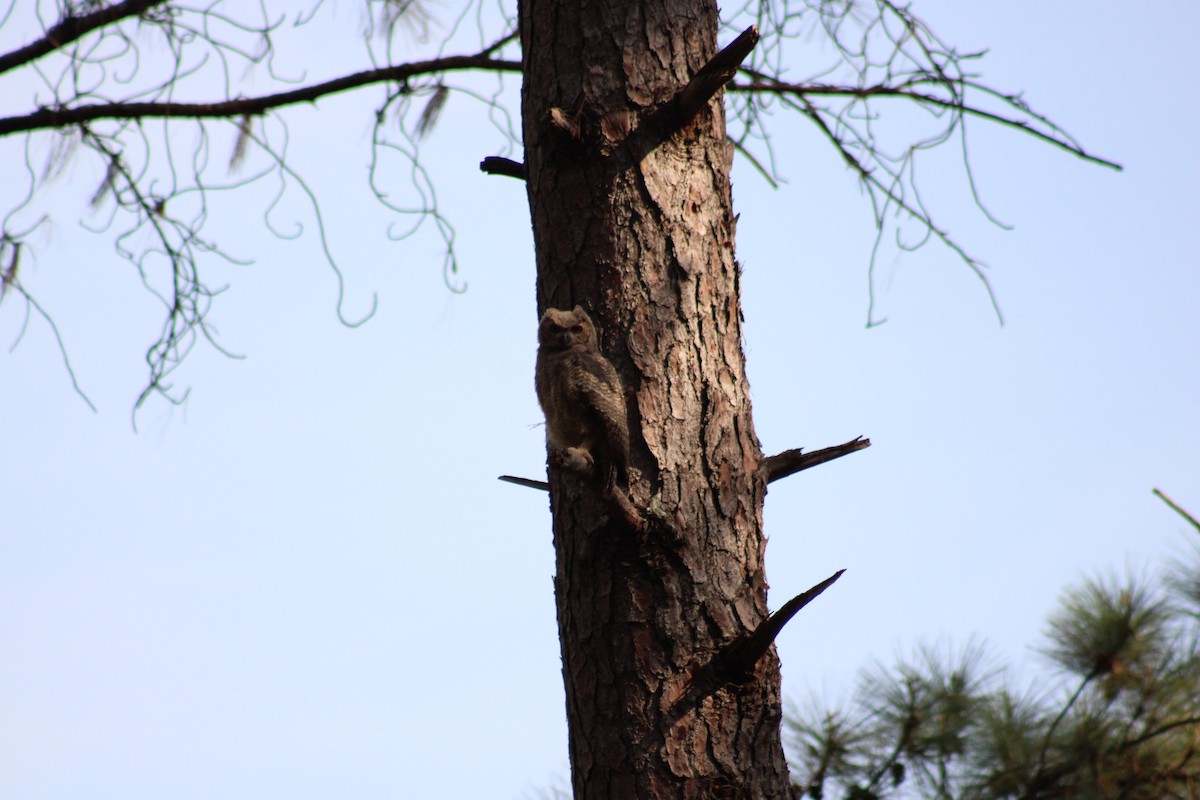 Great Horned Owl - ML642983068