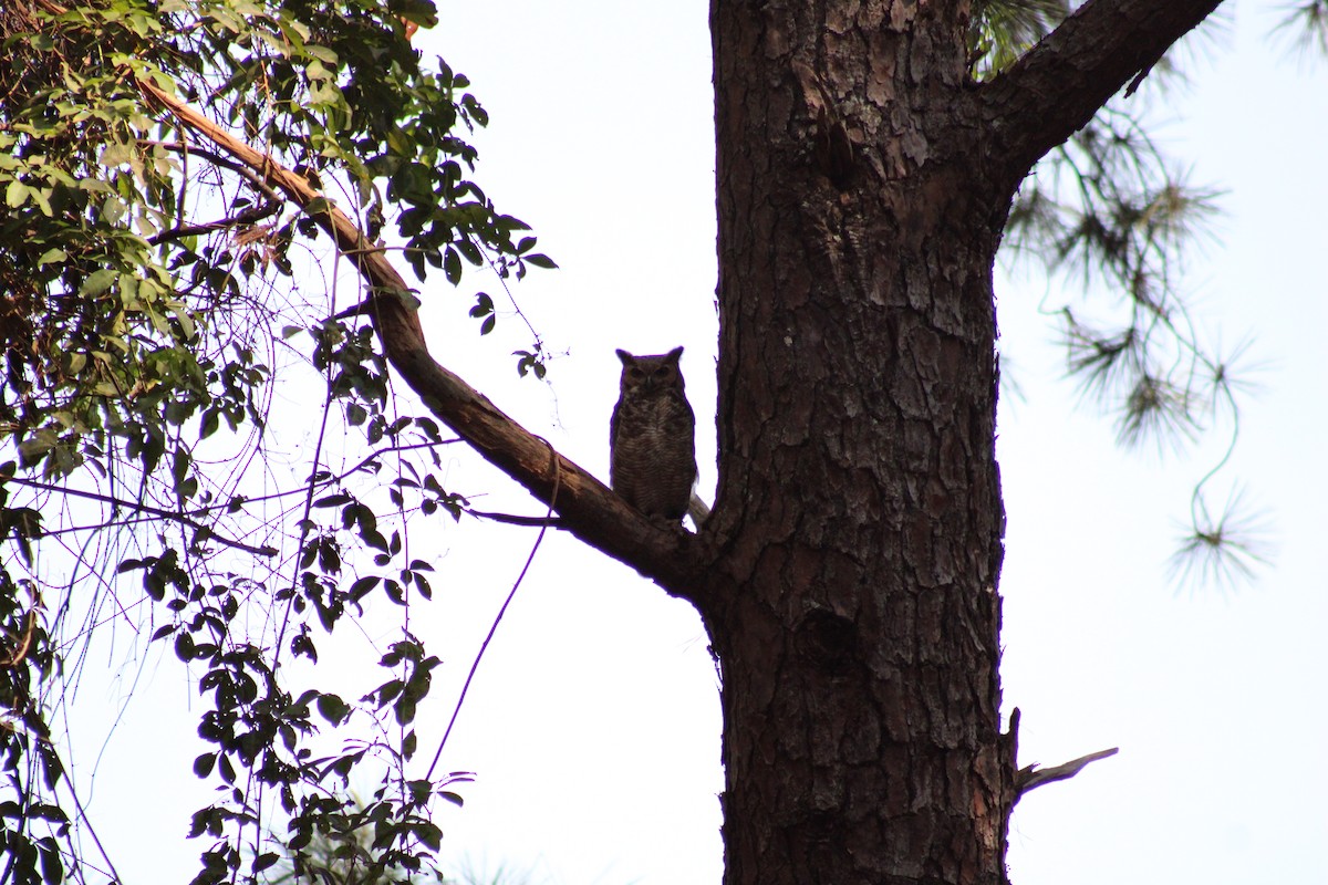 Great Horned Owl - ML642983069