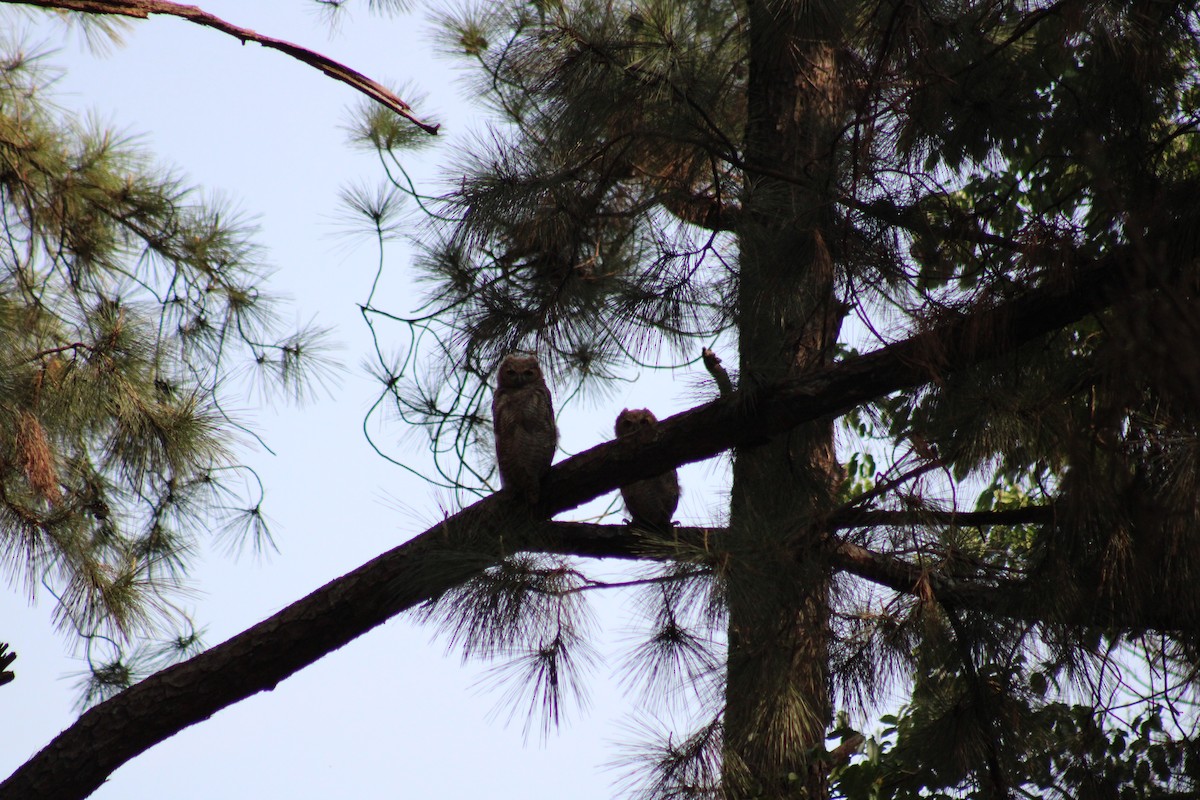 Great Horned Owl - ML642983071