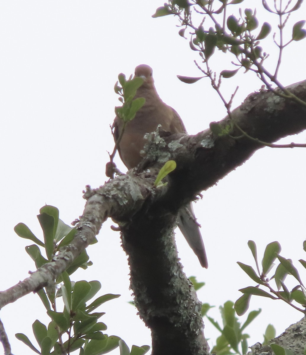 Mourning Dove - ML642983072