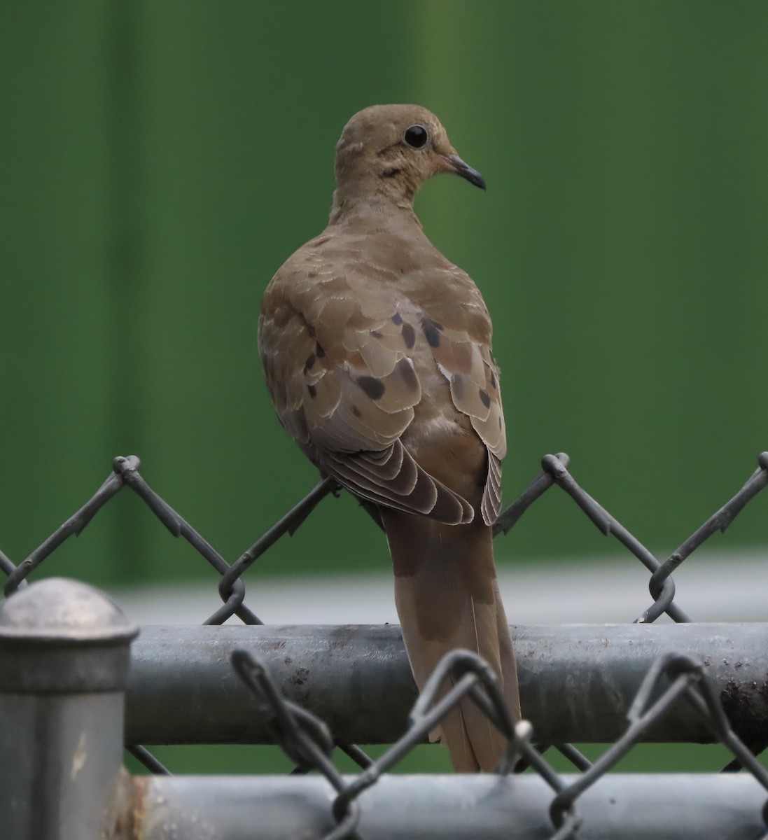 Mourning Dove - ML642983073