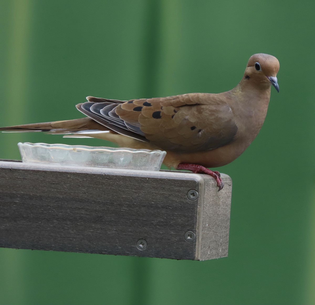 Mourning Dove - ML642983074