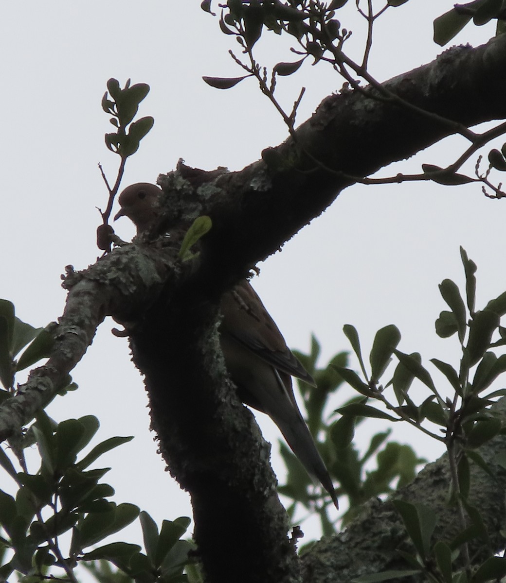 Mourning Dove - ML642983075