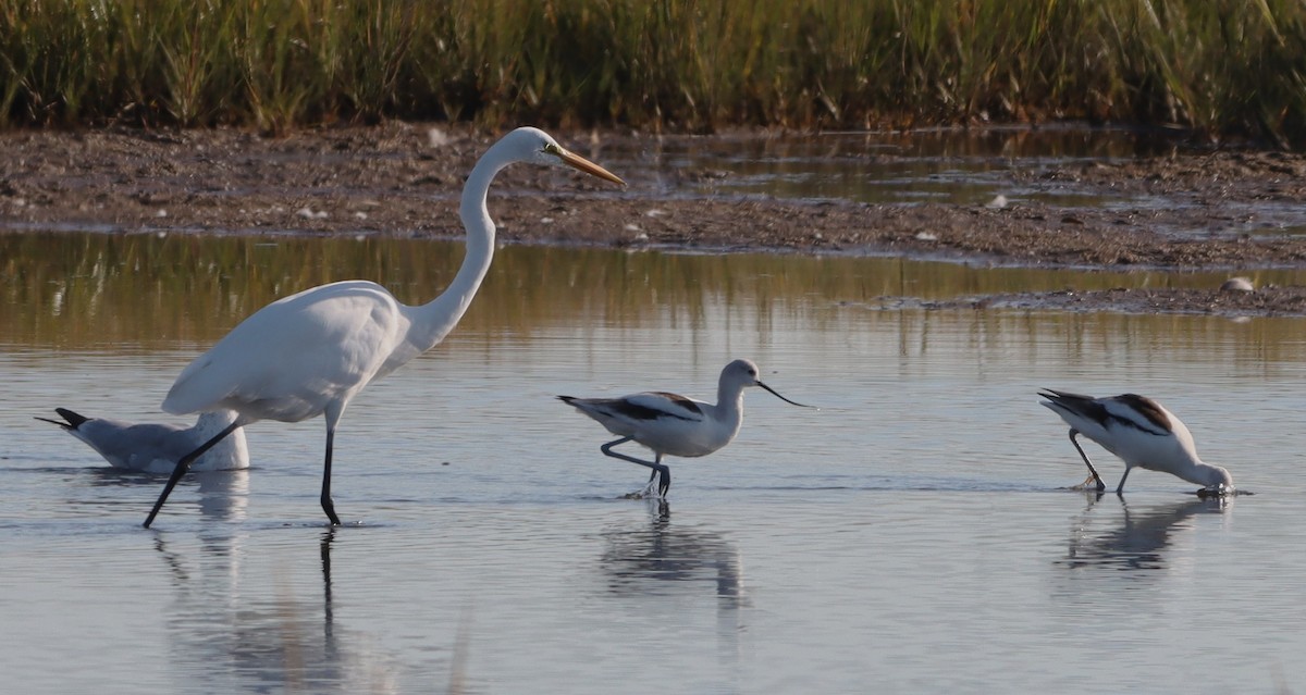 American Avocet - ML642983076