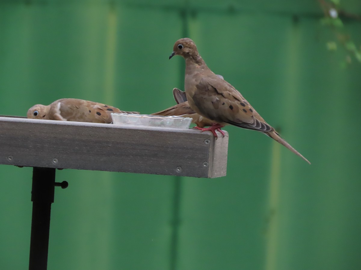 Mourning Dove - ML642983077