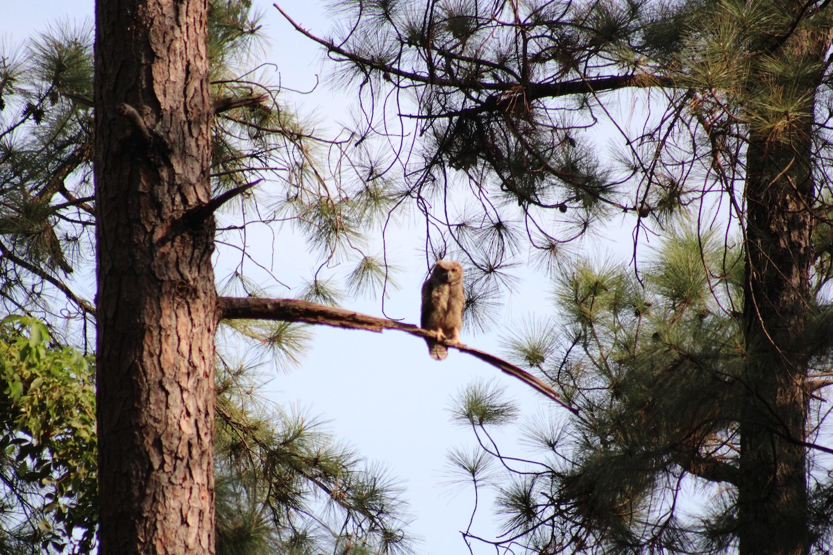 Great Horned Owl - ML642983081