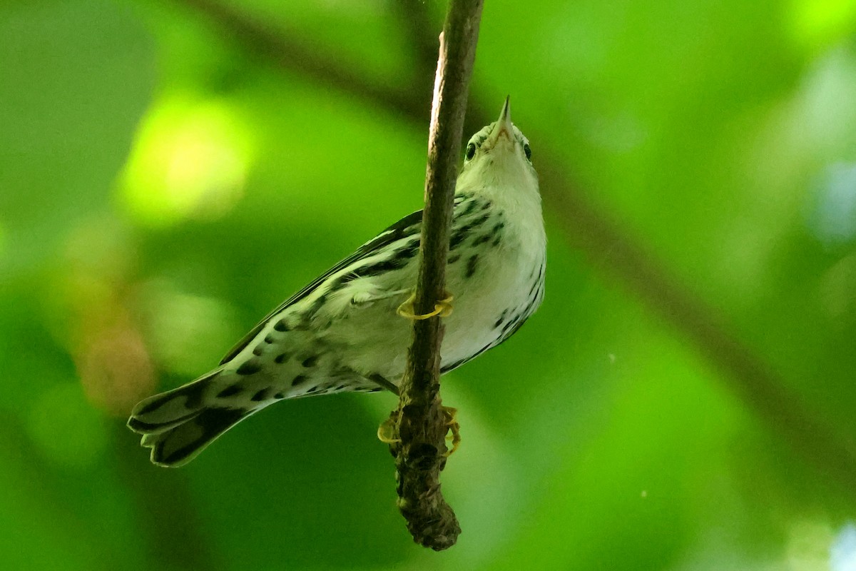 Black-and-white Warbler - ML642983091
