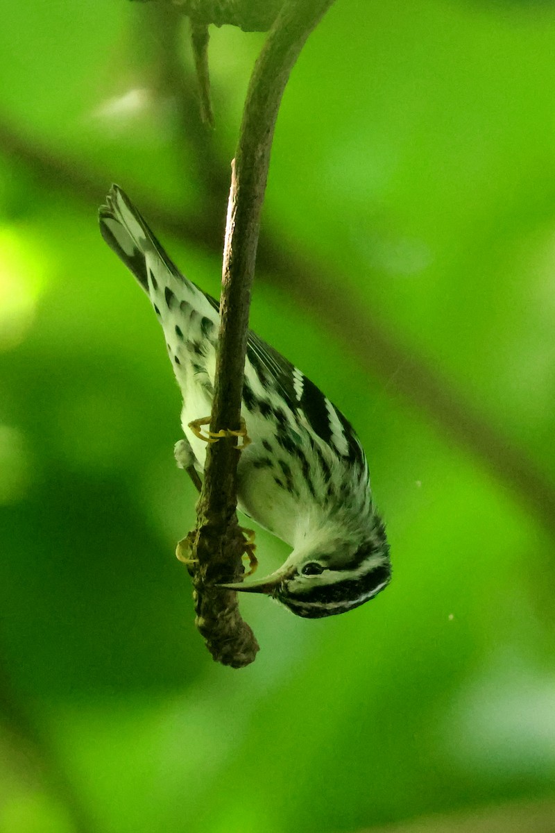 Black-and-white Warbler - ML642983092